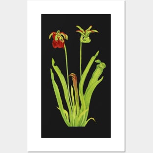 Sweet Pitcherplant - Sarracenia Rubra- Walcott - Botanical Illustration Posters and Art